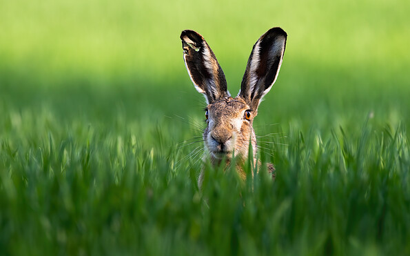 Foto: AdobeStock_291341599, Lizenz: Heinz Sielmann Stiftung