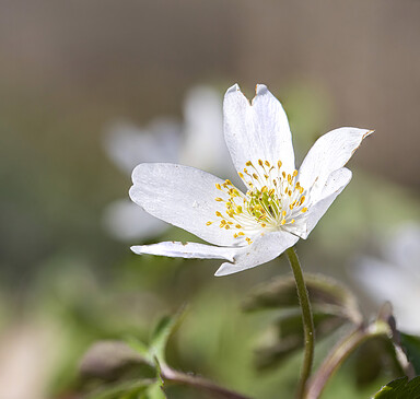 Lyrischer Osterspaziergang im Naturerlebniszentrum Wanninchen
