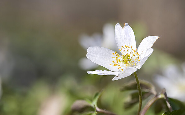 Foto: Ralf Donat, Lizenz: Heinz Sielmann Stiftung