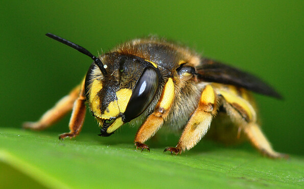 Foto: Dr. Hannes Petrischak, Lizenz: Heinz Sielmann Stiftung