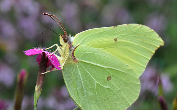 Foto: Dr. Hannes Petrischak, Lizenz: Heinz Sielmann Stiftung