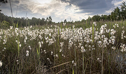 Geheimnisvolles Moor