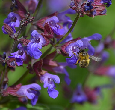 Wildbienen-Spaziergang