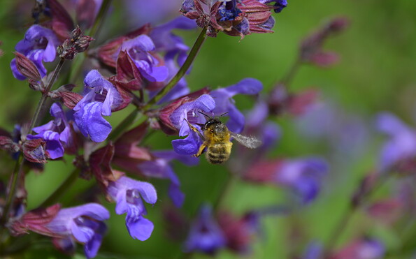 Foto: P. Koch, Lizenz: Landschafts-Förderverein Nuthe-Nieplitz-Niederung e.V.