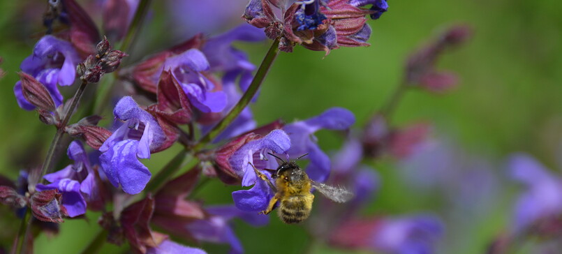 Wildbienen-Spaziergang