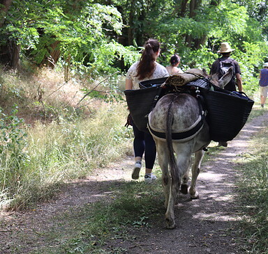 Eselwanderung in den Glauer Bergen