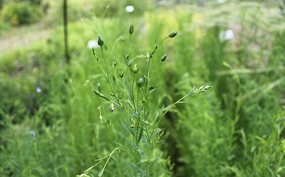 Foto: VERN e.V., Lizenz: NP SRL