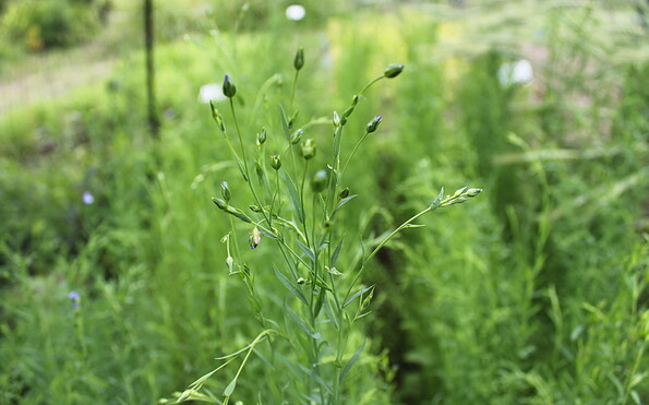 Foto: VERN e.V., Lizenz: NP SRL