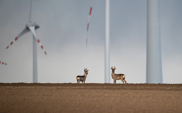 Foto: © Patrick Centurioni