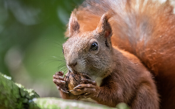 Foto: M.Scharping, Lizenz: M.Scharping