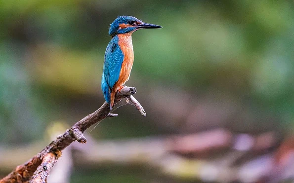 Foto: Boerge Pictures, Lizenz: Boerge Pictures