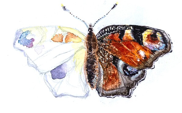 Foto: Thora Wertmann , Lizenz: Thora Wertmann