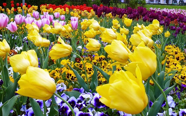 Blumen, Foto: Petra Förster, Lizenz: Tourismusverband Dahme-Seenland e.V.