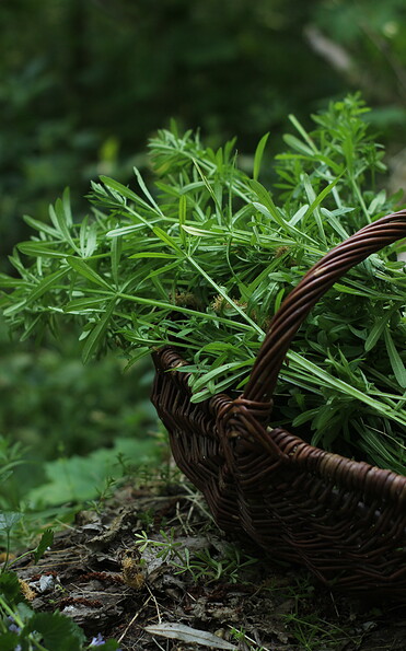 Foto: Larissa Schulz