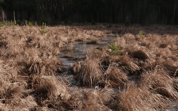 Foto: Naturpark Schlaubetal, Lizenz: Naturpark Schlaubetal