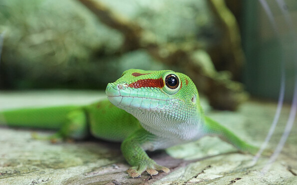 Foto: Biosphäre Potsdam, Anja Sadowski, Lizenz: Biosphäre Potsdam, Anja Sadowski