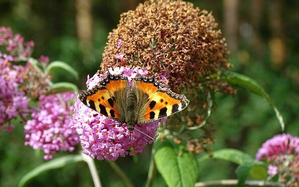 Schmetterling, Foto: Petra Förster, Lizenz: Tourismusverband Dahme-Seenland e.V.