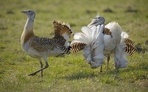 Großtrappe, Foto: Dietmar Nill