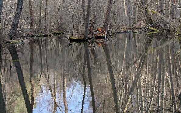 Foto: Michael Kurzwelly, Lizenz: Michael Kurzwelly
