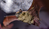 Die Breitflügelfledermaus fliegt bereits in der frühen Abenddämmerung aus, Foto: David Marschalsky, Lizenz: Naturkundemuseum Potsdam