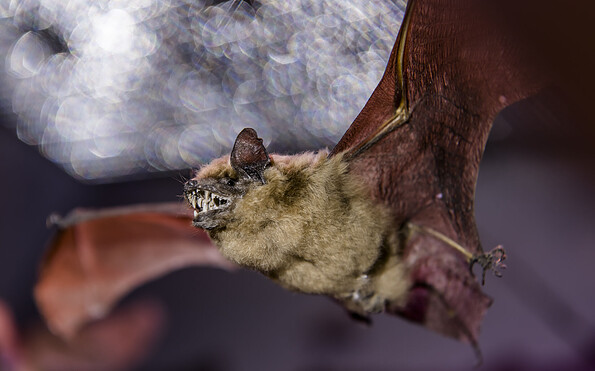 Die Breitflügelfledermaus fliegt bereits in der frühen Abenddämmerung aus, Foto: David Marschalsky, Lizenz: Naturkundemuseum Potsdam