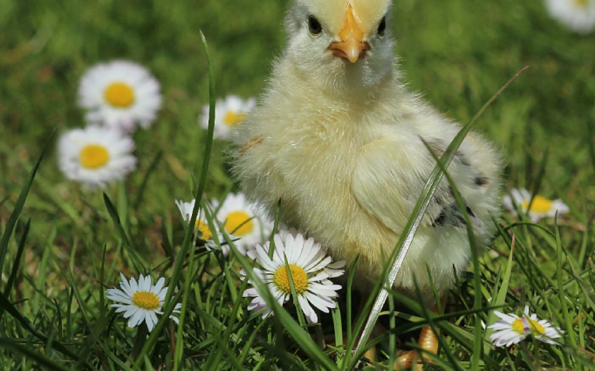 Foto:  Claudia-B. Hennrich