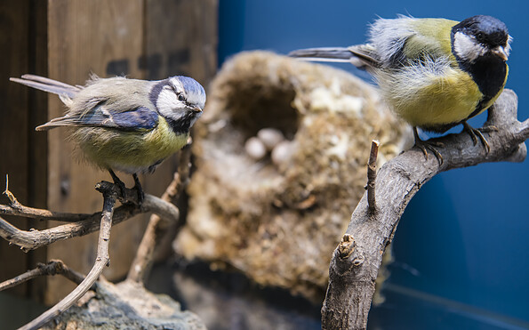 Foto: David Marschalsky, Lizenz: Naturkundemuseum Potsdam