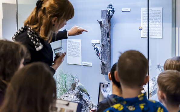 Foto: David Marschalsky, Lizenz: Naturkundemuseum Potsdam
