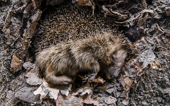 Foto: David Marschalsky, Lizenz: Naturkundemuseum Potsdam
