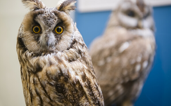Foto: David Marschalsky, Lizenz: Naturkundemuseum Potsdam