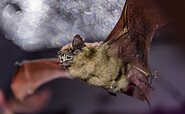 Die Breitflügelfledermaus fliegt bereits in der frühen Abenddämmerung aus, Foto: David Marschalsky, Lizenz: Naturkundemuseum Potsdam