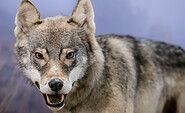 Der Wolf - ein Star im Naturkundemuseum Potsdam, Foto: D. Marschalsky, Lizenz: Naturkundemuseum Potsdam