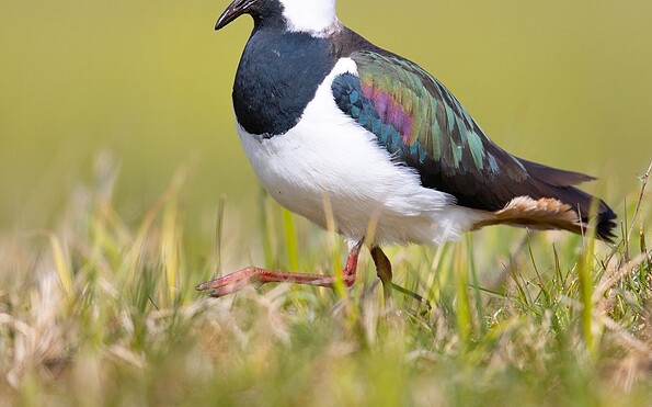 Kiebitz, Foto: Hauke Roy, Lizenz: Hauke Roy - Wikimedia Commons