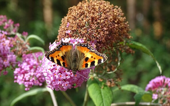 Schmetterling, Foto: Petra Förster, Lizenz: Tourismusverband Dahme-Seenland e.V.