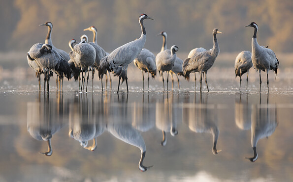 Foto: Agnieszka Florczyk, Lizenz: Stiftung Naturschutzfonds Brandenburg