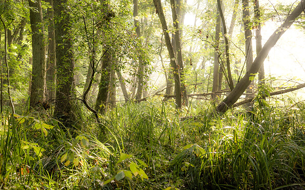 Foto: Michael Zauft, Lizenz: Stiftung Naturschutzfonds Brandenburg