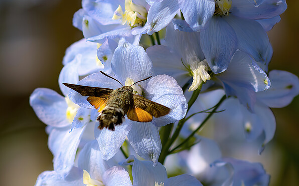 Foto: EKBO, Lizenz: EKBO
