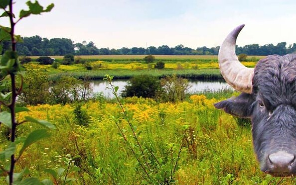 Am "Löwenzahnpfad", Foto: Archiv Berliner Forsten, Lizenz: Berliner Forsten