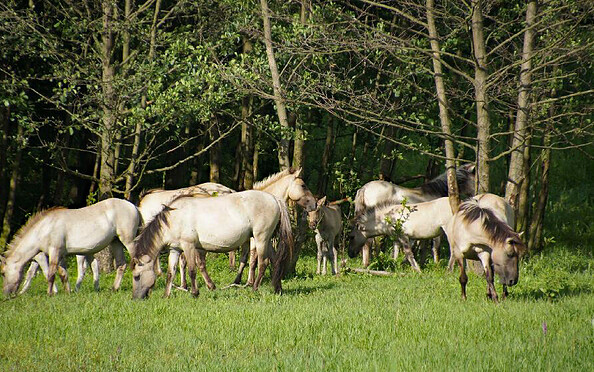 Am Löwenzahnpfad, Foto: Archiv Berliner Forsten, Lizenz: Berliner Forsten