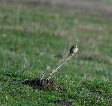 Alle Vögel sind wieder da! - Vogelstimmenwanderung