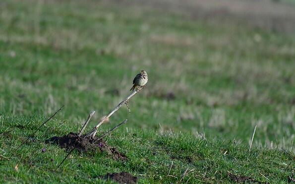 Foto: Peter Koch, Lizenz: Landschafts-Förderverein Nuthe-Nieplitz-Niederung e.V.