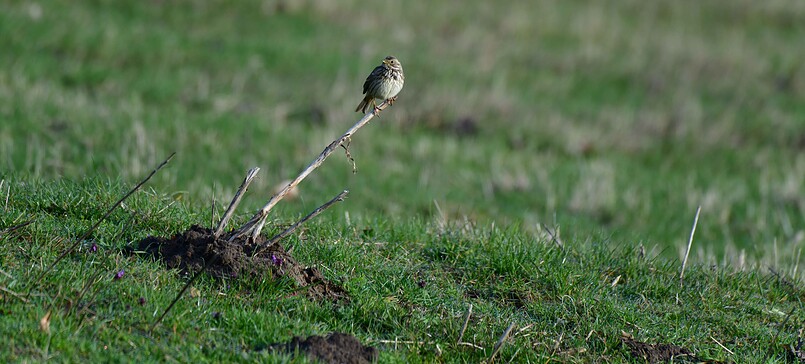 Alle Vögel sind wieder da! - Vogelstimmenwanderung