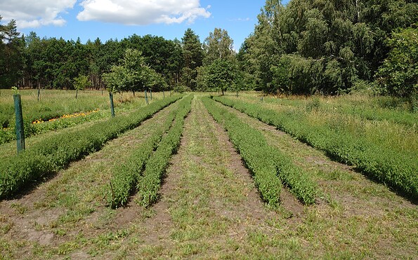 Foto: Theda Pförtner, Lizenz: Theda Pförtner