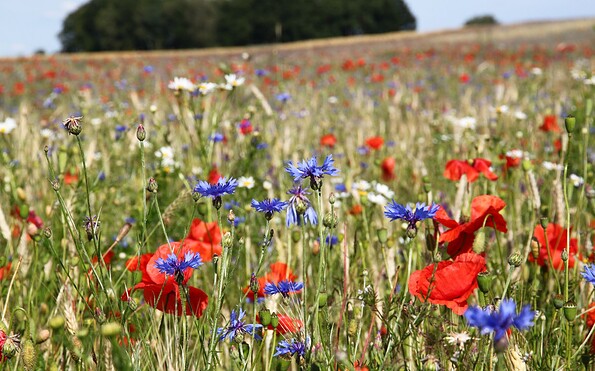 Foto: Michael Zauft, Lizenz: Naturschutzfonds Brandenburg