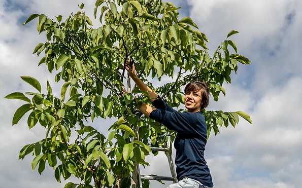 Foto: Andreas Friese, Lizenz: Walnussmeisterei Böllersen