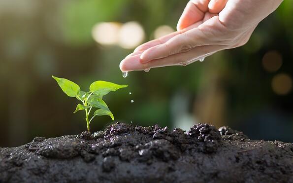 Foto: thophilong, Lizenz: pixabay