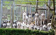 Huskyfarm_Führung mit Waldspaziergang Titel, Foto: Sabine Kühn