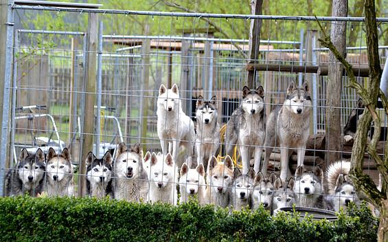 Huskyfarm_Führung mit Waldspaziergang Titel, Foto: Sabine Kühn