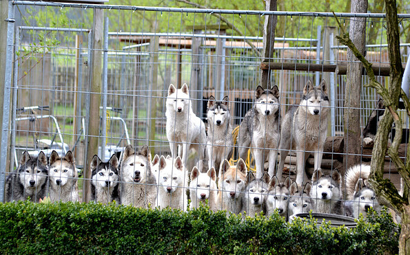 Huskyfarm_Führung mit Waldspaziergang Titel, Foto: Sabine Kühn