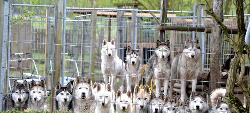 Huskyfarm Führung mit Waldspaziergang - exklusiv für Sie und Ihre Familie